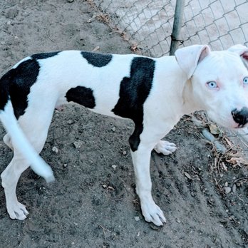 Animal Services - Animal Shelters Near Me - San Bernardino, California Animal Services - Animal Shelters Near Me - San Bernardino, California