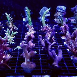 Reef Geeks