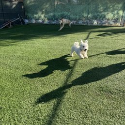 Buddy over the moon at HOPE Dog Training day care.