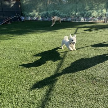 Hope Dog Training - Buddy over the moon at HOPE Dog Training day care. - Pet Training Near Me - Norco, California