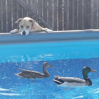 Pyles Pool and Spa Specialists - Pool & Hot Tub Service Near Me Pyles Pool and Spa Specialists - Pool & Hot Tub Service Near Me