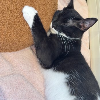 Cat Cafe Meows Rakuen - Cafes Near Me - Gardena, California Cat Cafe Meows Rakuen - Cafes Near Me - Gardena, California