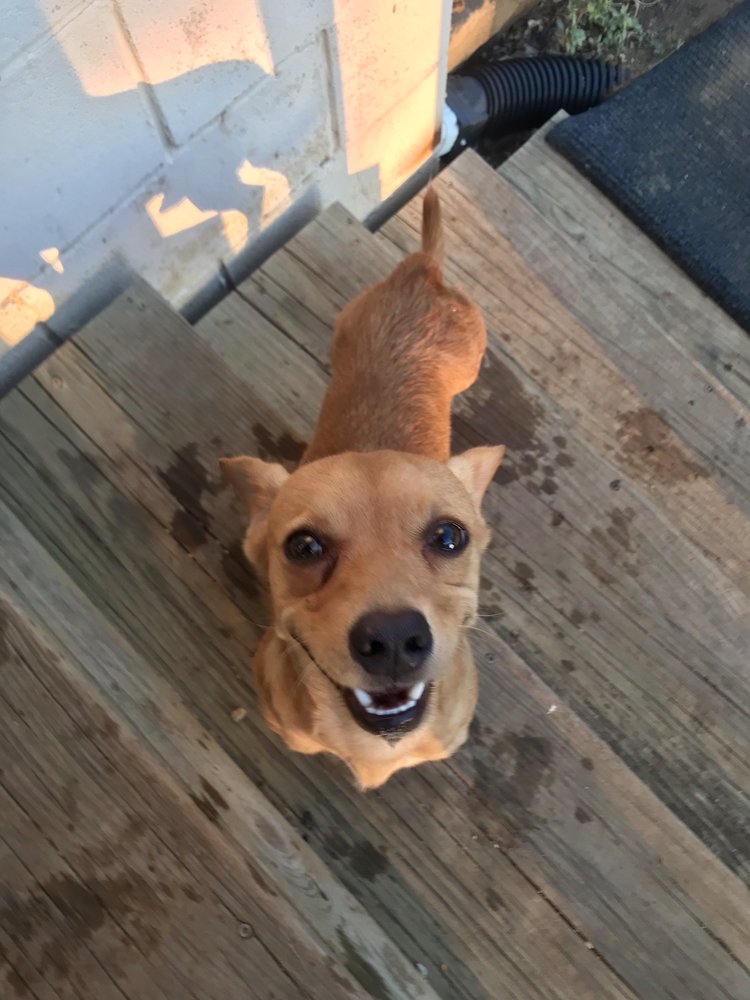 ABILENE ANIMAL SERVICES SHELTER Updated July 2024 12 Photos & 17