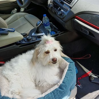 The Muddy Mutt - Pet Groomers Near Me - Arlington, Virginia