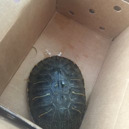 Got a turtle