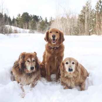 Bark Busters - Pet Training Near Me - Greater Sudbury, Ontario Bark Busters - Pet Training Near Me - Greater Sudbury, Ontario