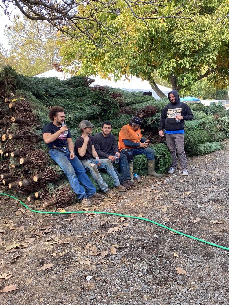 FRESH CUT CHRISTMAS TREES Molalla, Oregon Christmas Trees Phone Number Yelp
