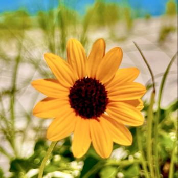 Carrabelle Beach - Beaches Near Me - Carrabelle, Florida Carrabelle Beach - Beaches Near Me - Carrabelle, Florida