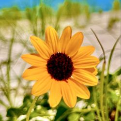 Carrabelle Beach