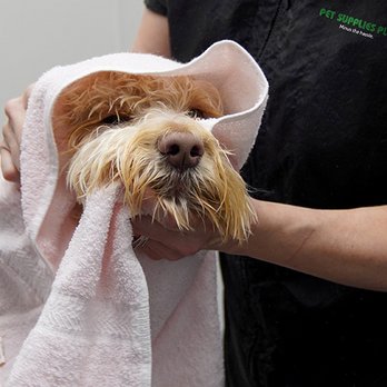Pet Supplies Plus South Portland - Pet Groomers Near Me - South Portland, Maine Pet Supplies Plus South Portland - Pet Groomers Near Me - South Portland, Maine