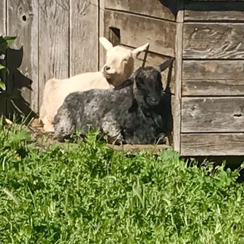 Half Moon Bay Feed & Fuel - My goats Sonny & Annabelle - Livestock Feed & Supply Near Me - Half Moon Bay, California Half Moon Bay Feed & Fuel - My goats Sonny & Annabelle - Livestock Feed & Supply Near Me - Half Moon Bay, California