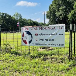 Lone Star Moringa
