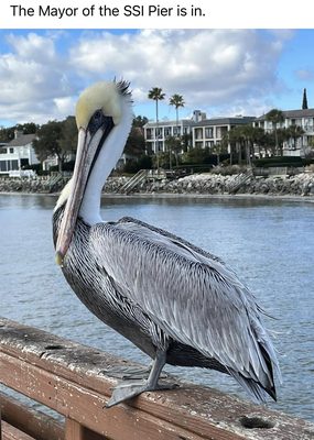 St Simons Island Pier by null
