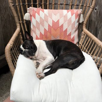 Karma Dog Training - Pet Training Near Me Karma Dog Training - Pet Training Near Me