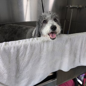 Dirty Paws - Pet Groomers Near Me - Peoria, Arizona