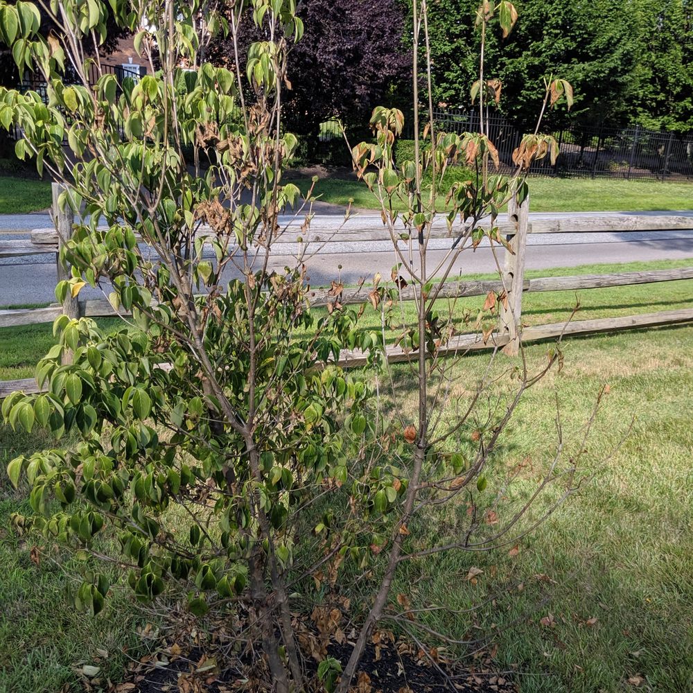 Nickett Landscaping - A week after warranty install - Snow Removal Near Me - Doylestown, Pennsylvania Nickett Landscaping - A week after warranty install - Snow Removal Near Me - Doylestown, Pennsylvania