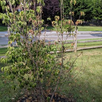 Nickett Landscaping - A week after warranty install - Snow Removal Near Me - Doylestown, Pennsylvania Nickett Landscaping - A week after warranty install - Snow Removal Near Me - Doylestown, Pennsylvania