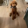The Grateful Groomers