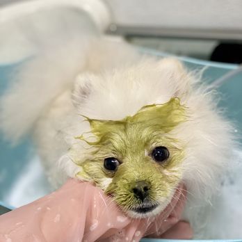 Spoiled Pup - Facial mask - Pet Groomers Near Me - Las Vegas, Nevada Spoiled Pup - Facial mask - Pet Groomers Near Me - Las Vegas, Nevada