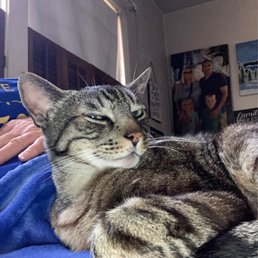 Boog kitty Boog kitty