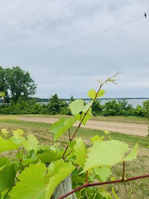 The Winery at Sovereign Estate by null