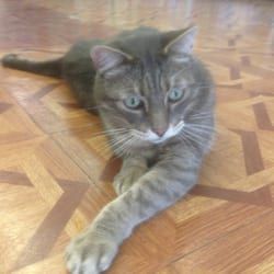 Fussy Friends Pet Supply - Nelson, store mascot, cat treat aficionado.