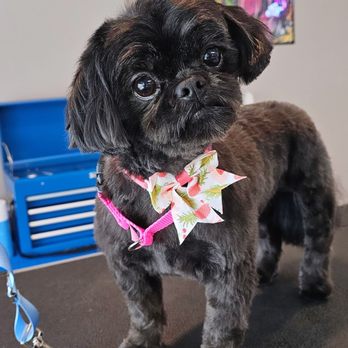 D-Vine K-9 - Pet Groomers Near Me - Lindenhurst, New York