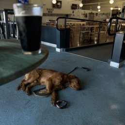 The porter and a sleepy pup @articlesofarchie