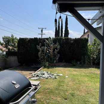 Alex's Natural Tree Care - (After) Beautifully trimmed Cypress Trees - Tree Services Near Me - Pomona, California