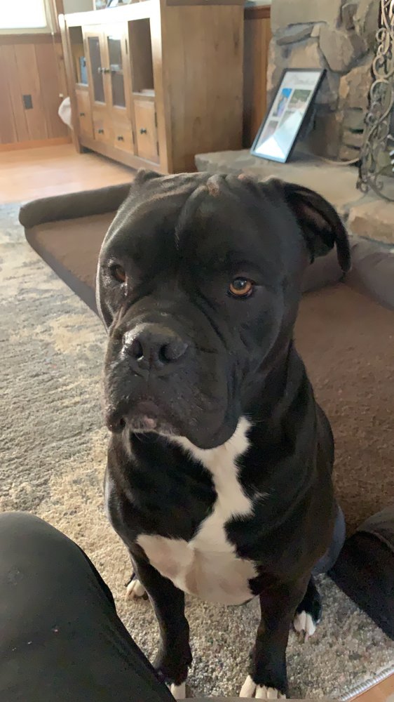 WAGS AND WIGGLES DOG LOVE Pet Sitting 170 Hill Rd, Murphy