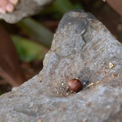 Kula Botanical Gardens - Macadamia tastes so good freshly cracked open!