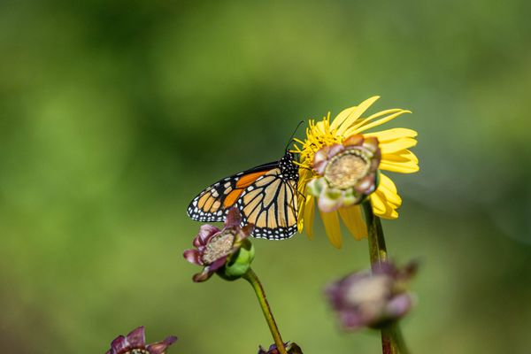 Coastal Maine Botanical Gardens by null