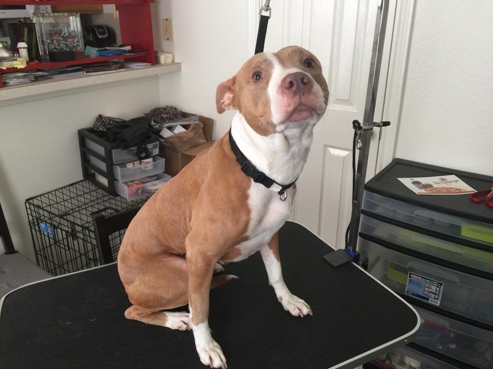 WITH LOVE PET GROOMING Updated July 2024 15 Photos 391 Columbia