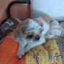 Photo of Bellalago Veterinary Hospital