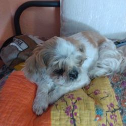 Bellalago Veterinary Hospital - Rest in peace Angel