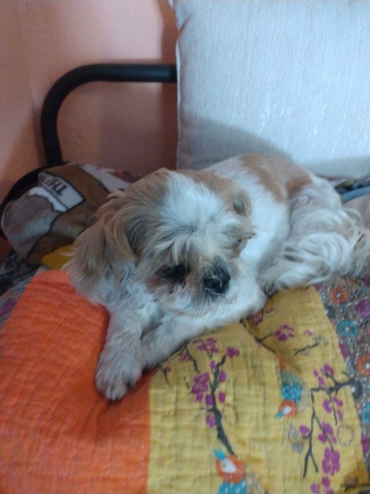 Bellalago Veterinary Hospital Image