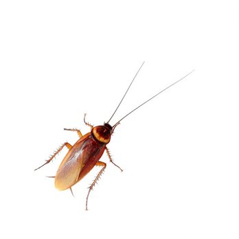 Western Exterminator Company - Roaches can multiply rapidly, causing health risks to you and your family. Call Western Exterminator, at the first sign of roach activity. - Pest Control Near Me - Santa Maria, California Western Exterminator Company - Roaches can multiply rapidly, causing health risks to you and your family. Call Western Exterminator, at the first sign of roach activity. - Pest Control Near Me - Santa Maria, California