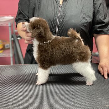 Muddy Paws Pet Pawlor - Pet Groomers Near Me - Rutherford College, North Carolina Muddy Paws Pet Pawlor - Pet Groomers Near Me - Rutherford College, North Carolina
