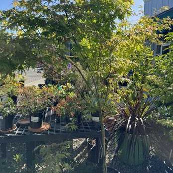 Evergreen Nursery - Trees and plants - Nurseries & Gardening Near Me - San Leandro, California Evergreen Nursery - Trees and plants - Nurseries & Gardening Near Me - San Leandro, California