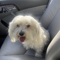 Rover Hotel and Day Spa - Before and after of alvin.. absolutely love RG.. Trish and everyone there are so nice and always take care of my babies..