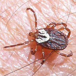 Swift Creek Pest Control - Tick