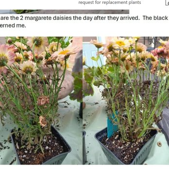 Planted Places - the plants had lots of black leaves as I mentioned to them - Nurseries & Gardening Near Me Planted Places - the plants had lots of black leaves as I mentioned to them - Nurseries & Gardening Near Me