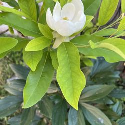 The Plant Kingdom - Sweet Bay Magnolia