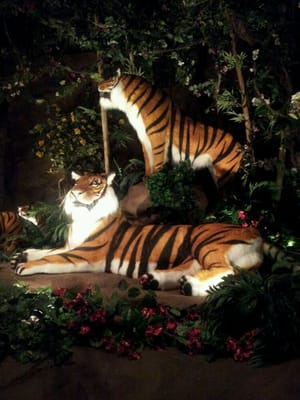 Rainforest Cafe by null