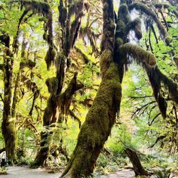 Olympic National Rainforest - Rain forest