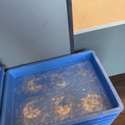 Domino's Pizza - Lots of dirty trays  in lobby