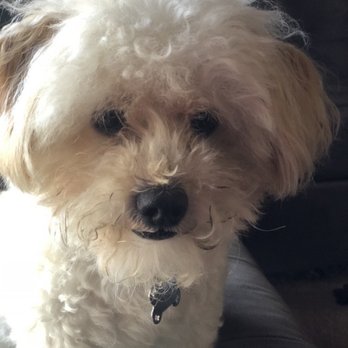 Private Mobile Grooming - Before - Pet Groomers Near Me Private Mobile Grooming - Before - Pet Groomers Near Me