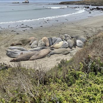 Elephant Seal Vista Point - Many elephant seals! - Beaches Near Me - San Simeon, California Elephant Seal Vista Point - Many elephant seals! - Beaches Near Me - San Simeon, California