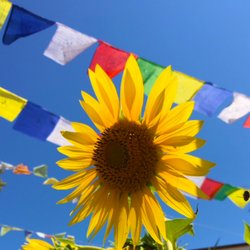 Morningland Community - Prayer Flag Garden