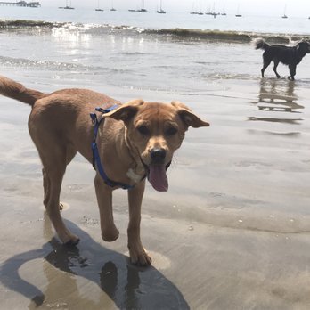 Port San Luis Harbor District - Dog beach - Public Services & Government Near Me - Avila Beach, California